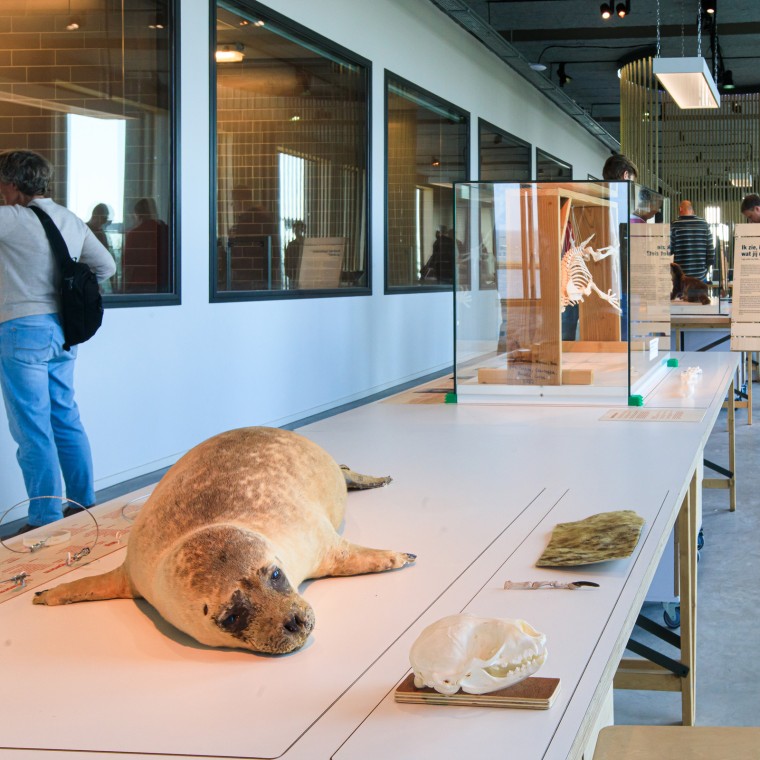 Věděli jste, že tuleň je největším dravcem v Nizozemsku? (© Tjeerd Visser)