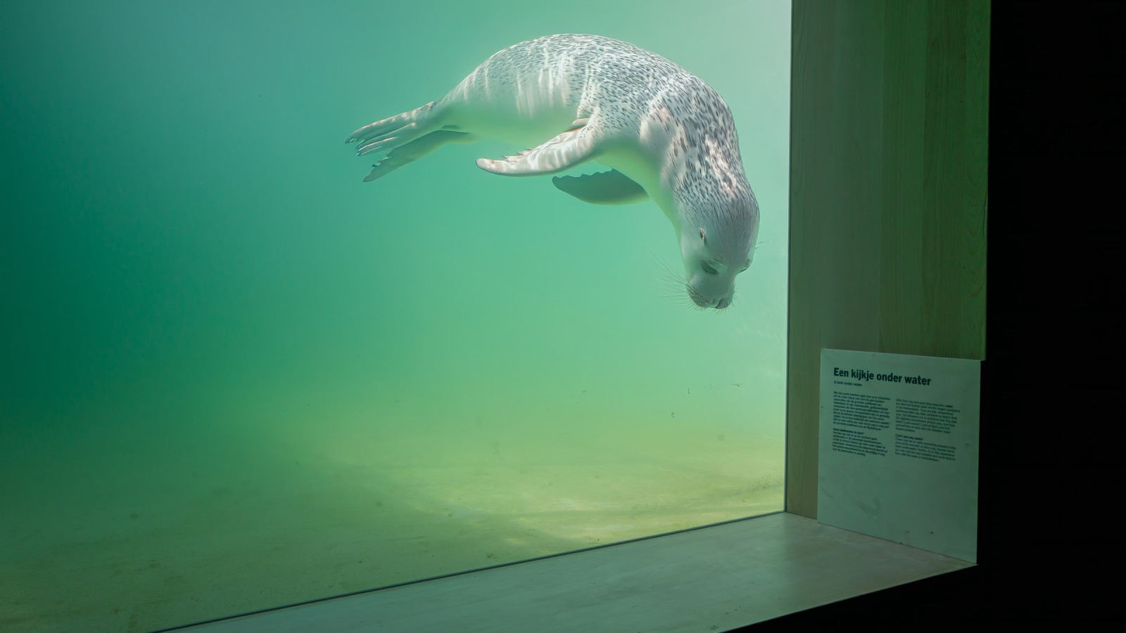 Zraněná nebo nemocná zvířata by měla mít možnost co nejrychleji se vrátit do volné přírody (© Tjeerd Visser)